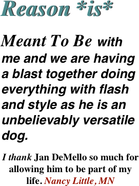 Reason *is*
Meant To Be with me and we are having a blast together doing everything with flash and style as he is an unbelievably versatile dog.
I thank Jan DeMello so much for allowing him to be part of my life. Nancy Little, MN
